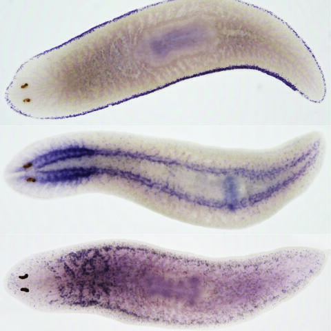 Planaria