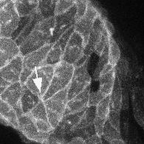 Herzzellen eines Zebrafischembryos finden neu zueinander