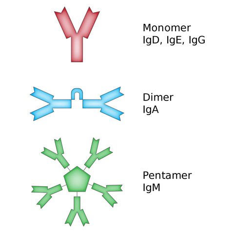 Unterschiedliche Typen von Antikörpern, schematisch