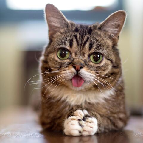 Lil Bub
