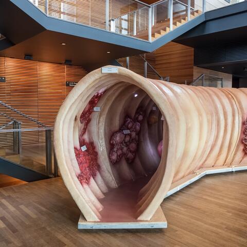 walk-in model of the human gut