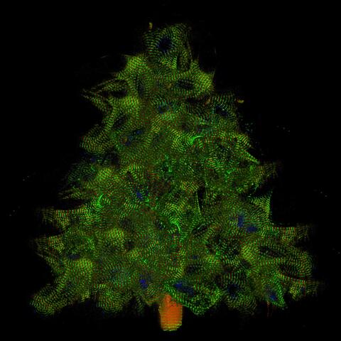 Sarcomer_Titin_Weihnachtsbaum