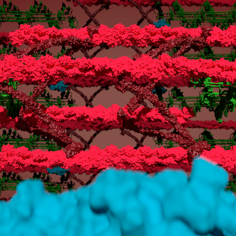 Sarcomere