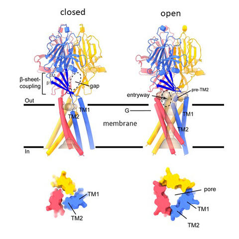 Structure of the ASOR channel