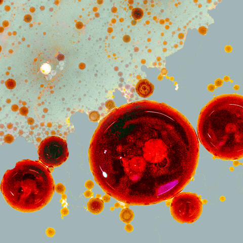 Fotografie einer Vinaigrette