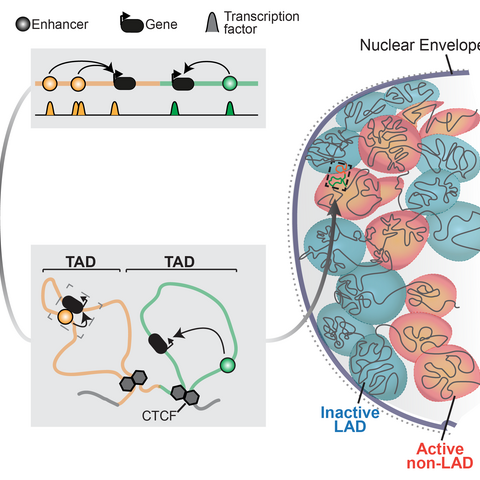 Summary of chromatin regulation of genes