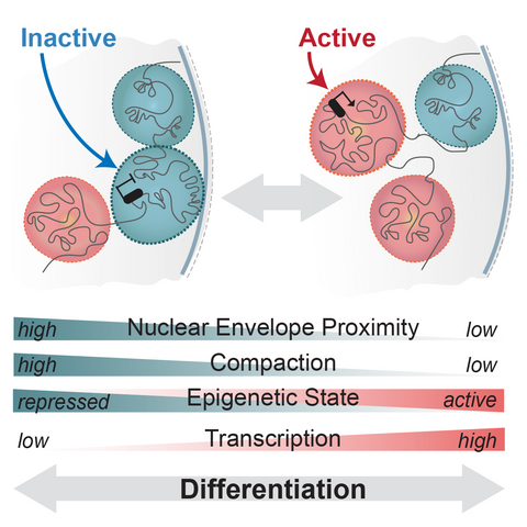 Schematic of regulatory landscapes reconfiguration