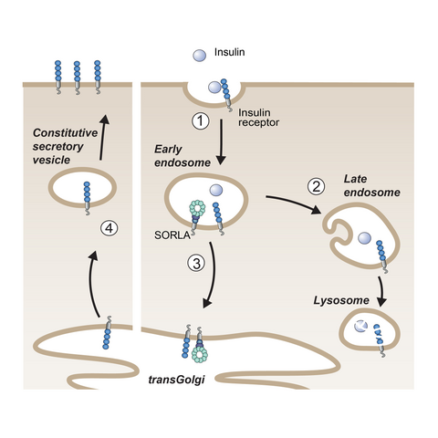 Scientific illustration