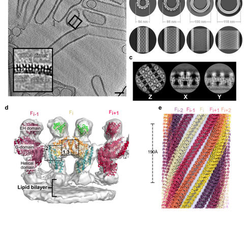 Scientific illustration