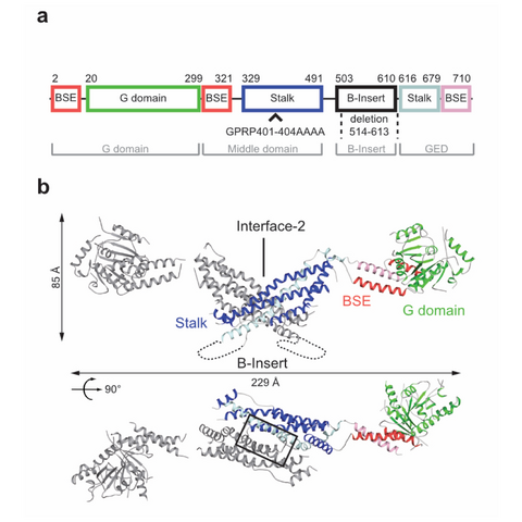Scientific illustration
