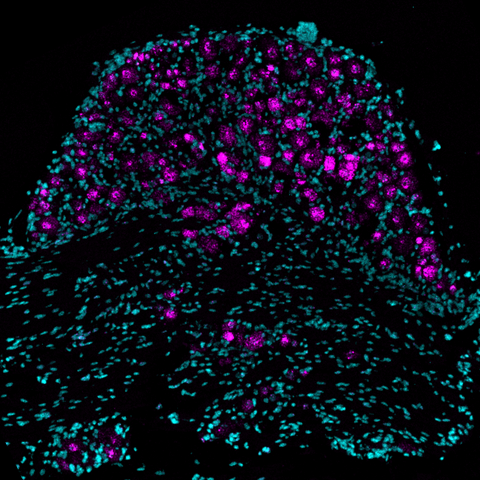 Wissenschaftliches Bild
