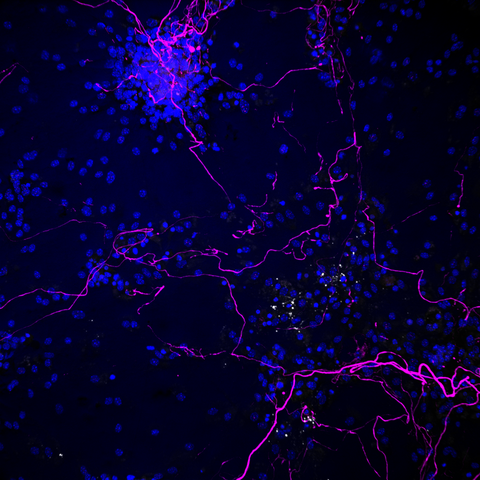 scientific image