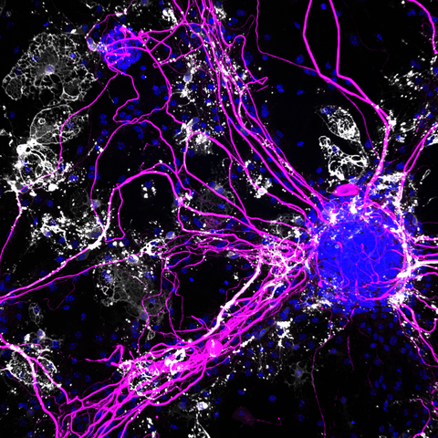 scientific image
