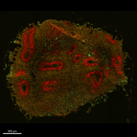 Wissenschaftliches Bild