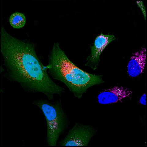 Scientific image