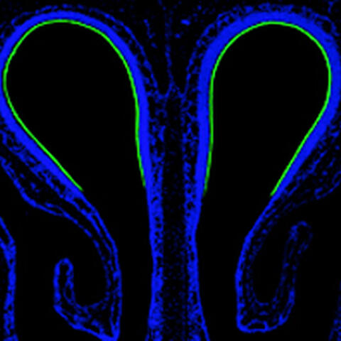 Exposing a Fata Morgana of smell