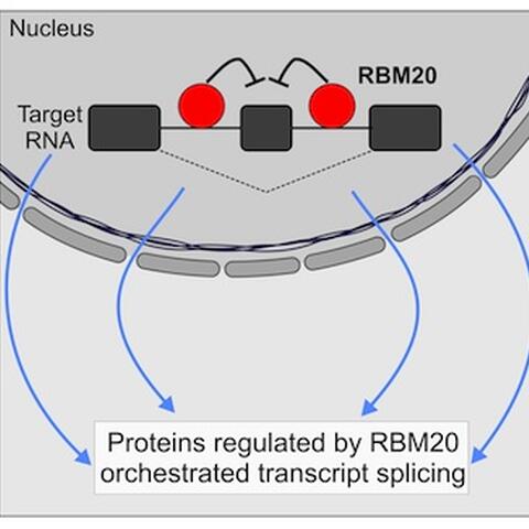 RBM20