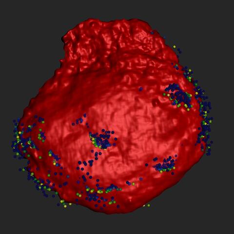 3D-Rendering eines Neuronen-Zellk&ouml;rper