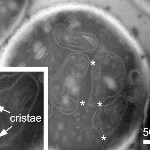 Mitochondria