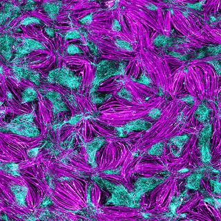 Zellbild in magenta und cyan