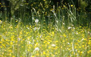 Meadow