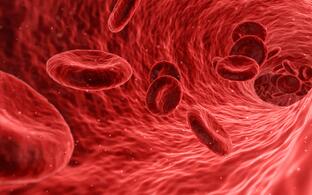 Illustration of blood in a blood vessel