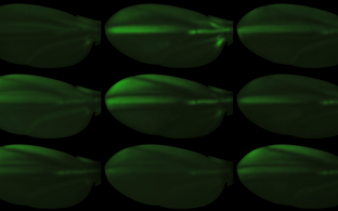 Gene Expression in Drosophila wings