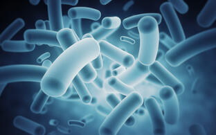 Bacteria in the human microbiome