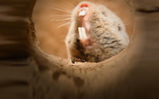 Highveld Mole Rat