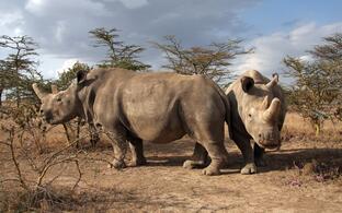 norther rhino: Najin and Fatu