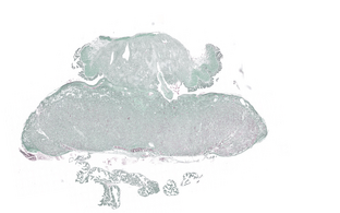 Histologisches Bild einer Rattenplazenta Histologisches Bild einer Rattenplazenta
