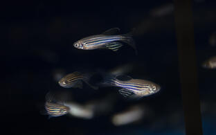 zebrafish