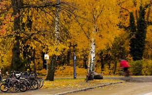 Herbstbäume auf dem Campus