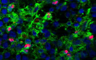 Histologie-Aufnahme von Dendritischen Zellen