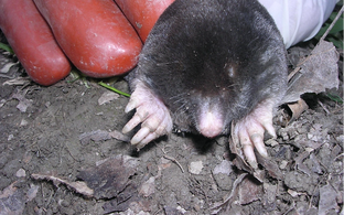 Mole