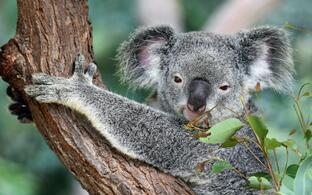 Koala on tree