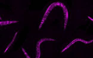C_elegans_worms C_elegans_worms
