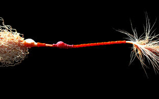 Neuron mit Myelinscheide Neuron mit Myelinscheide