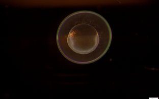 One-cell zebrafish embryo