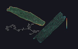 receptors in heart muscle cells