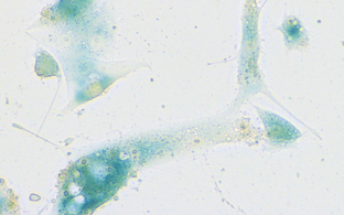 Human nasal mucosa cells