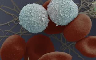 blood cells