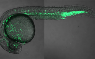 Zebrafish Embryo