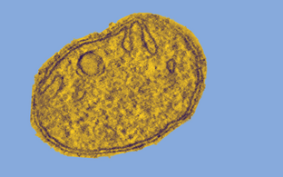 Mitochondrium