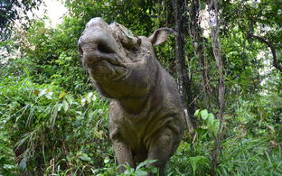 Sumatran rhino in the jungle
