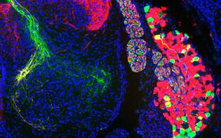 Wissenschaftliches Bild