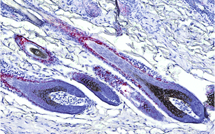 Wissenschaftliches Bild