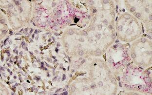 Wissenschaftlliches Bild