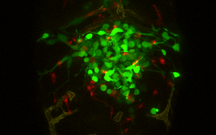 Wissenschaftliches Bild