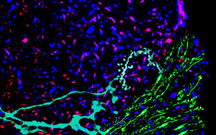 Wissenschaftliches Bild